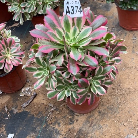 374女巫法师不包断枝