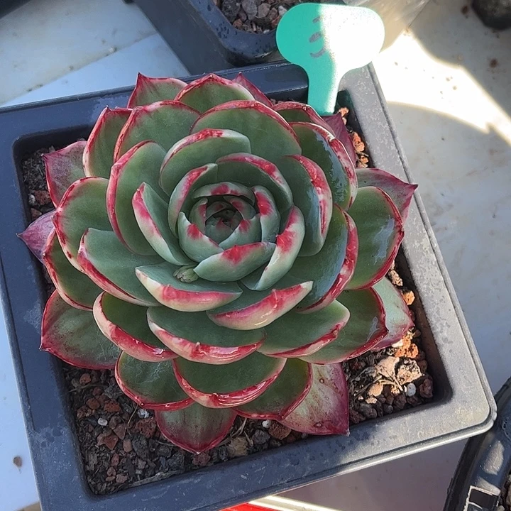 惊鸿仙子一 物一拍，十四五冠幅左右