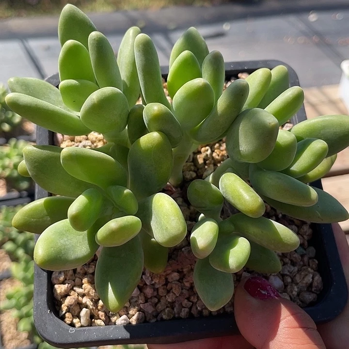 芒果奶多肉植物老桩182