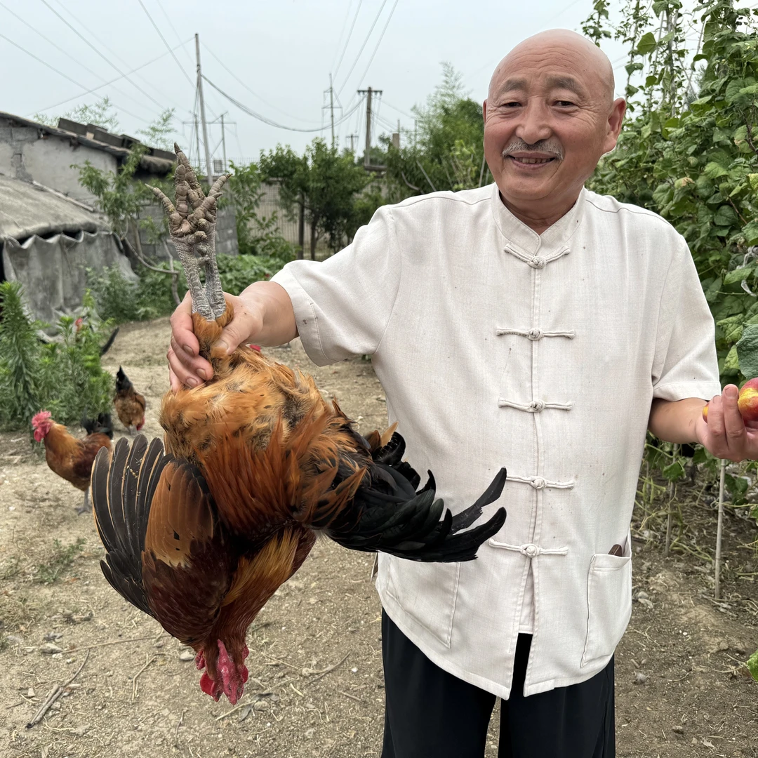 临沂炒鸡蹬子鸡定制，老公鸡，加热即食，肉质紧实，