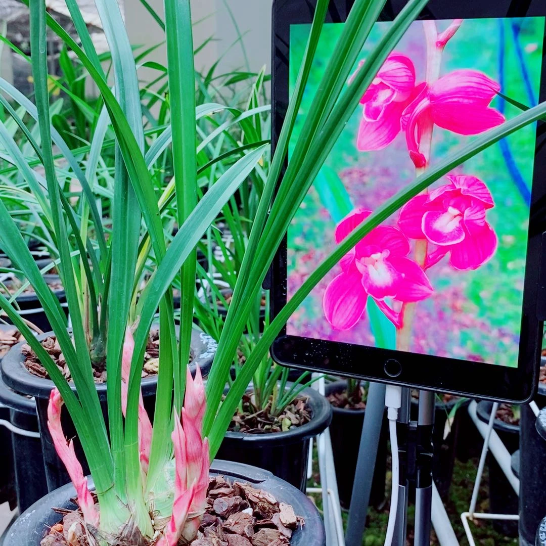 当前无花栽培后可以开花