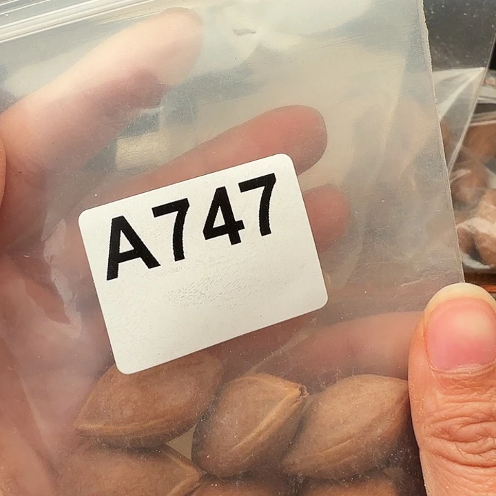 、***凯橄榄核手串/手链橄榄