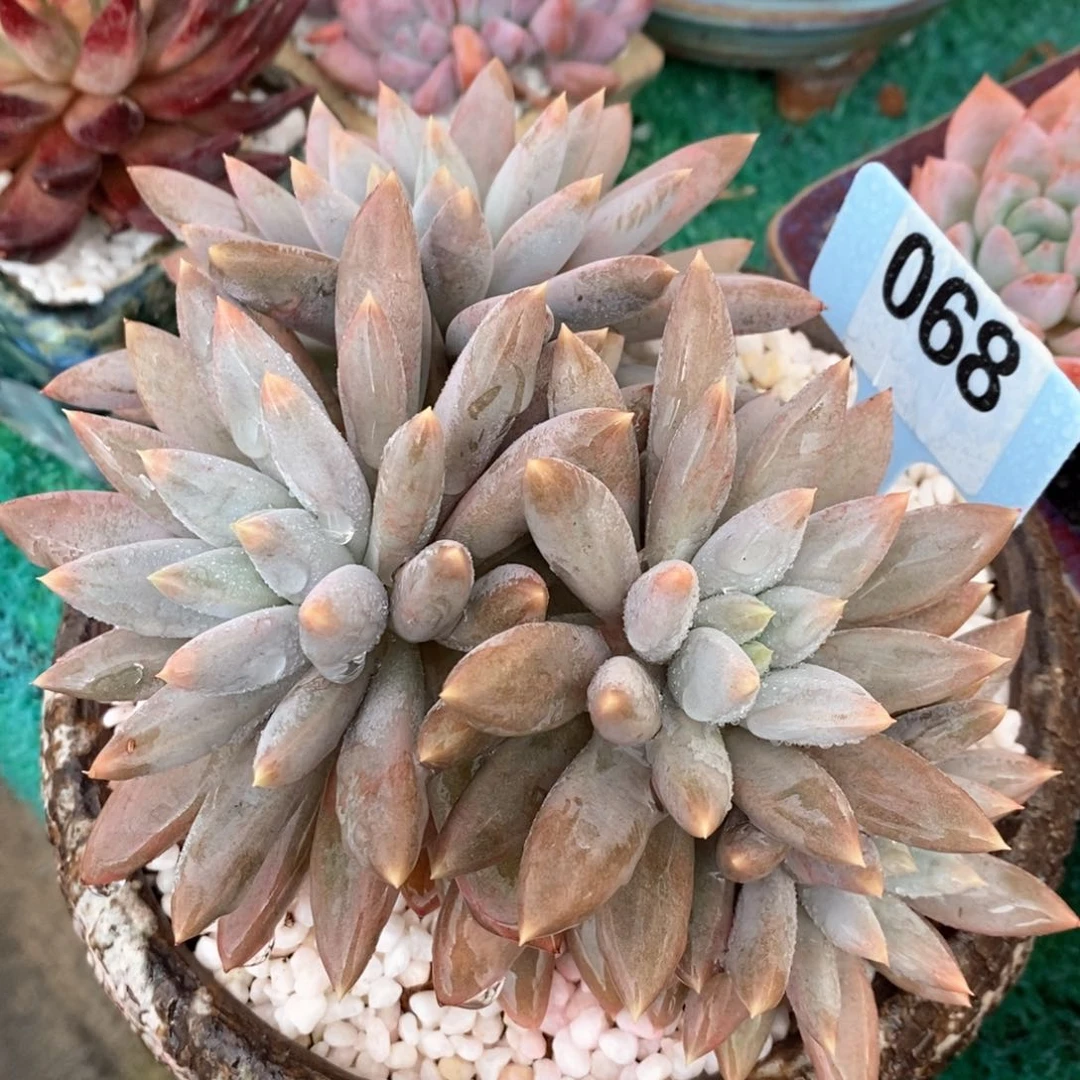 哥特萝莉多肉植物盆栽