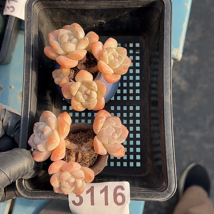 3116，俩个三头冰玉带盆发的