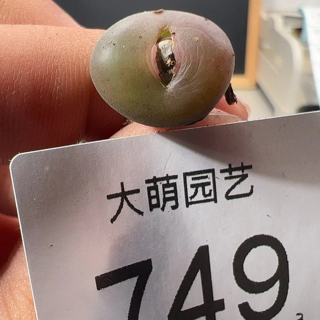 0000749 一物一拍……