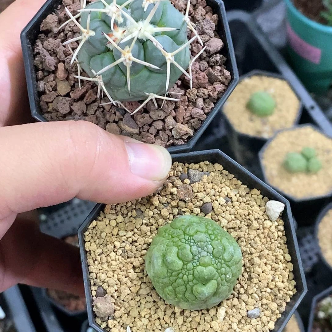 开**好孤品实生特选株龙角冠+爱心凝蹄玉