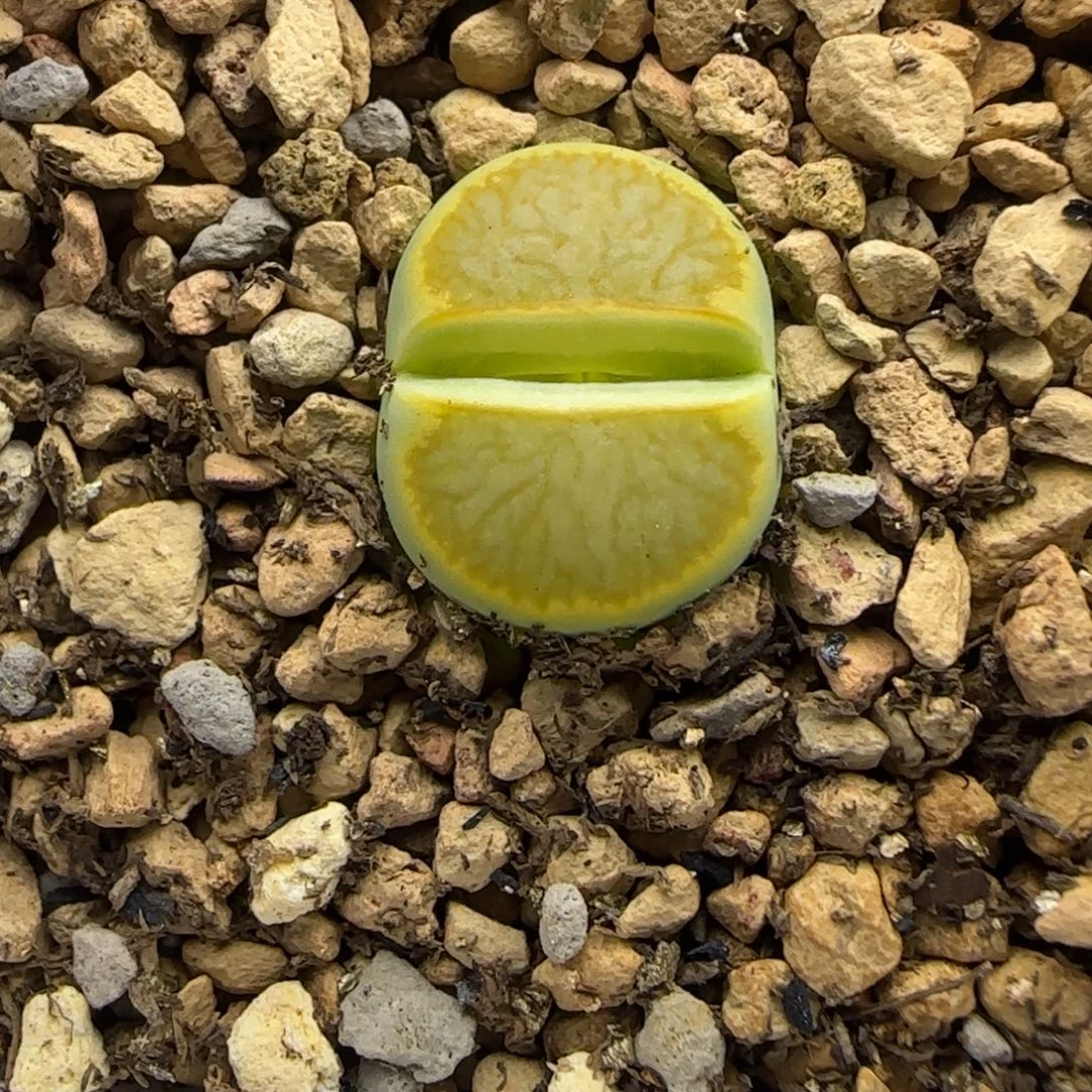 082 生石花大棚直播