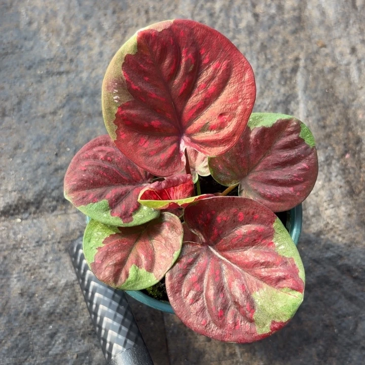 完全开放泰国彩叶芋57