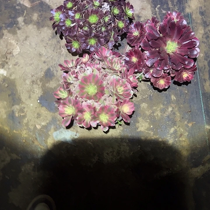 不包侧枝一物一拍184