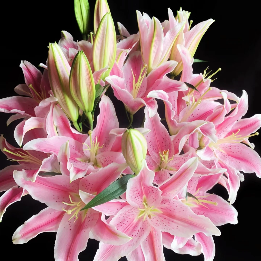 狐尾百合（索尔邦） 甜香型  黑吉辽蒙 顺丰包邮