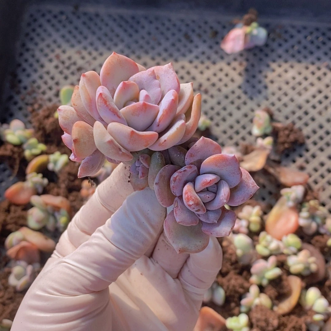 温**兩奶茶多肉特价1111111