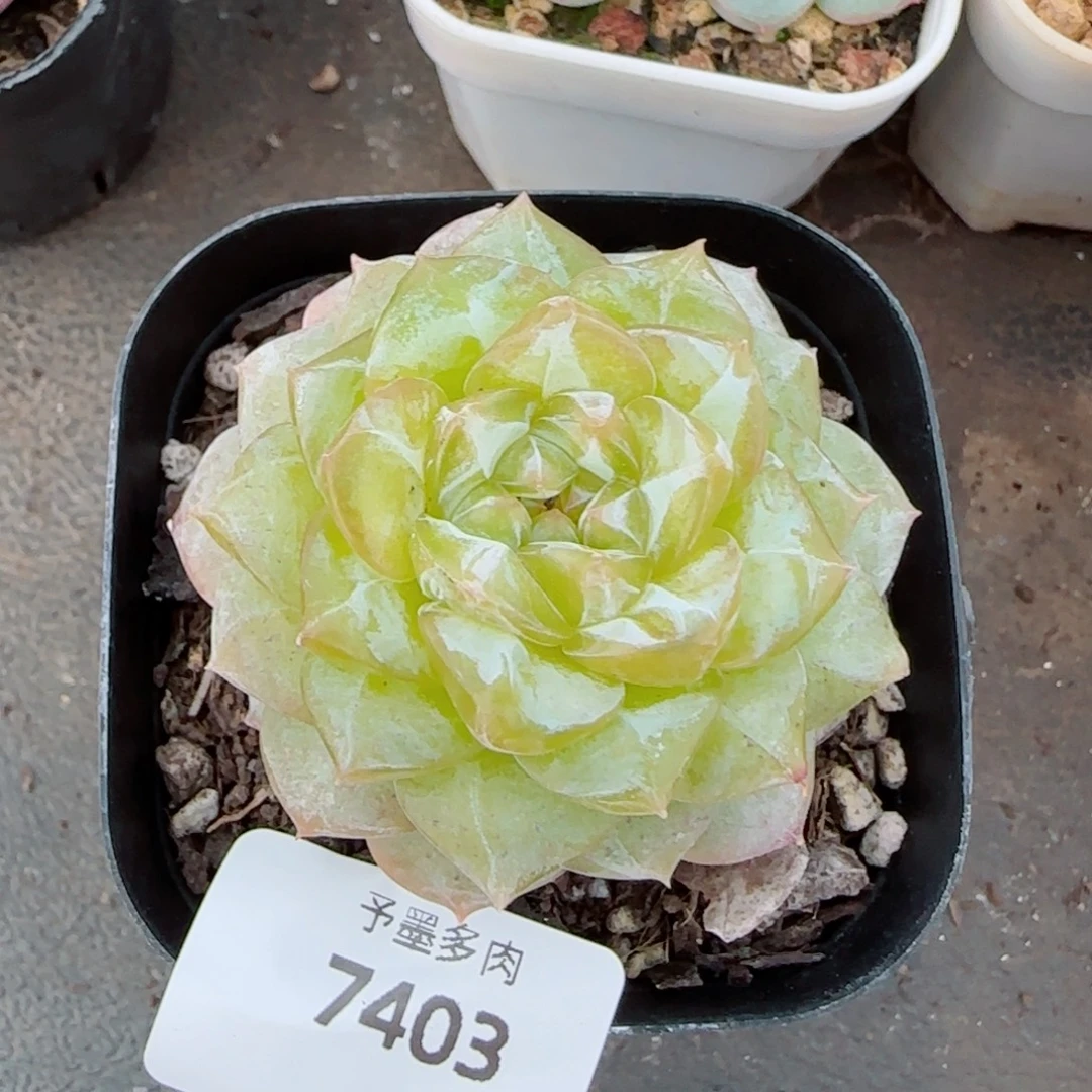 落日珍妮，7403多肉植物