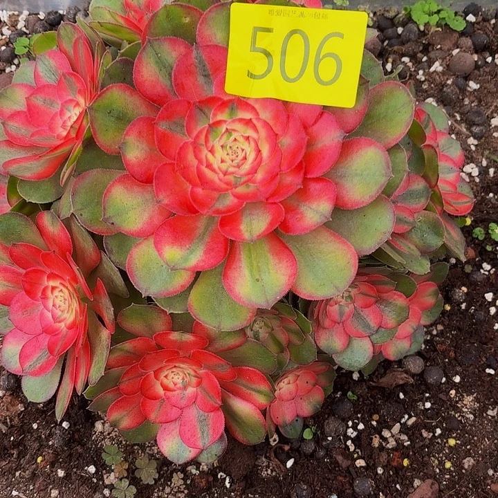 多肉植物福利506个