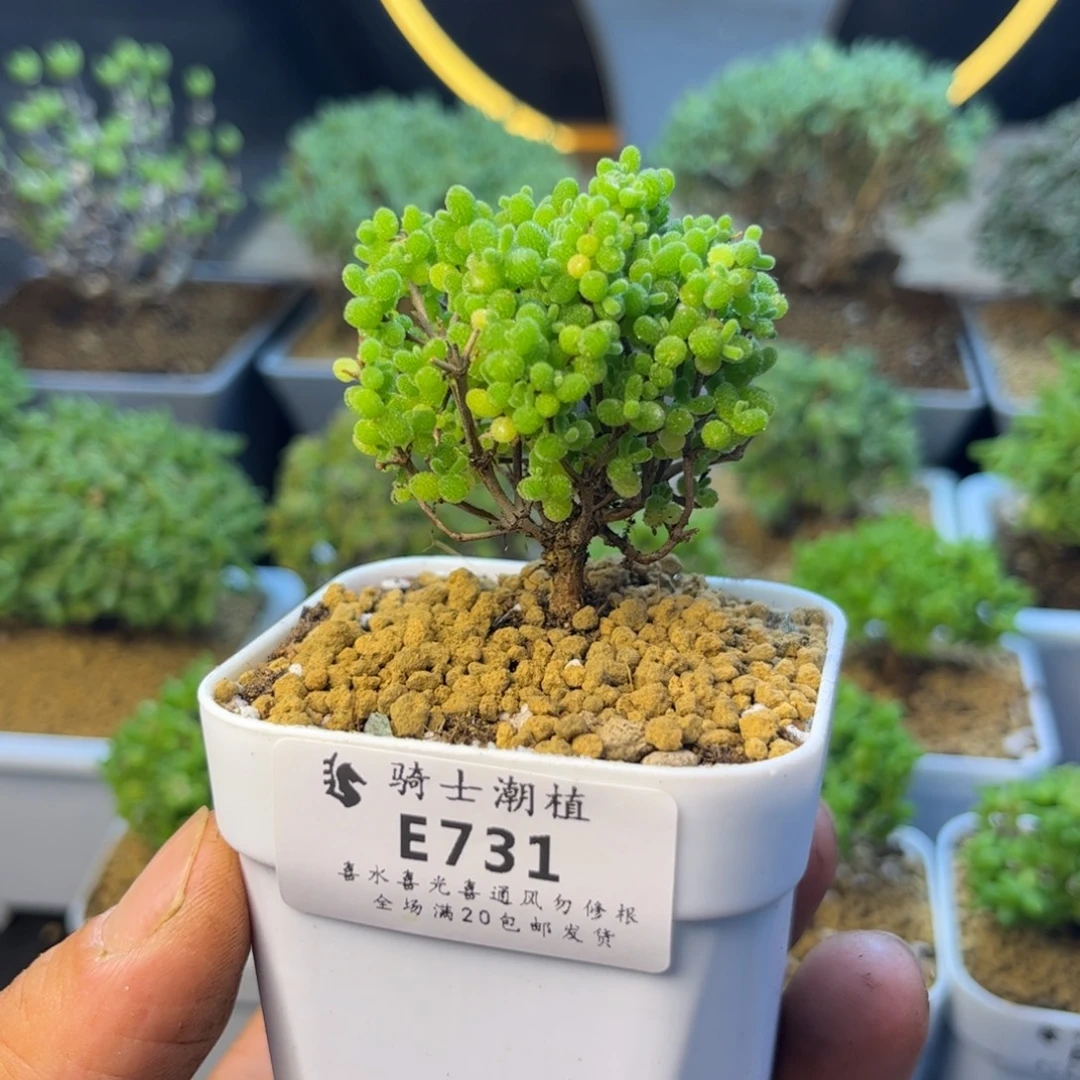 731蜜橘糖球枝干多肉