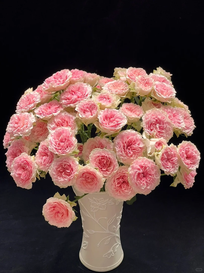 （曼曼）情迷罗拉多头玫瑰8支+2支 防损 1单包邮