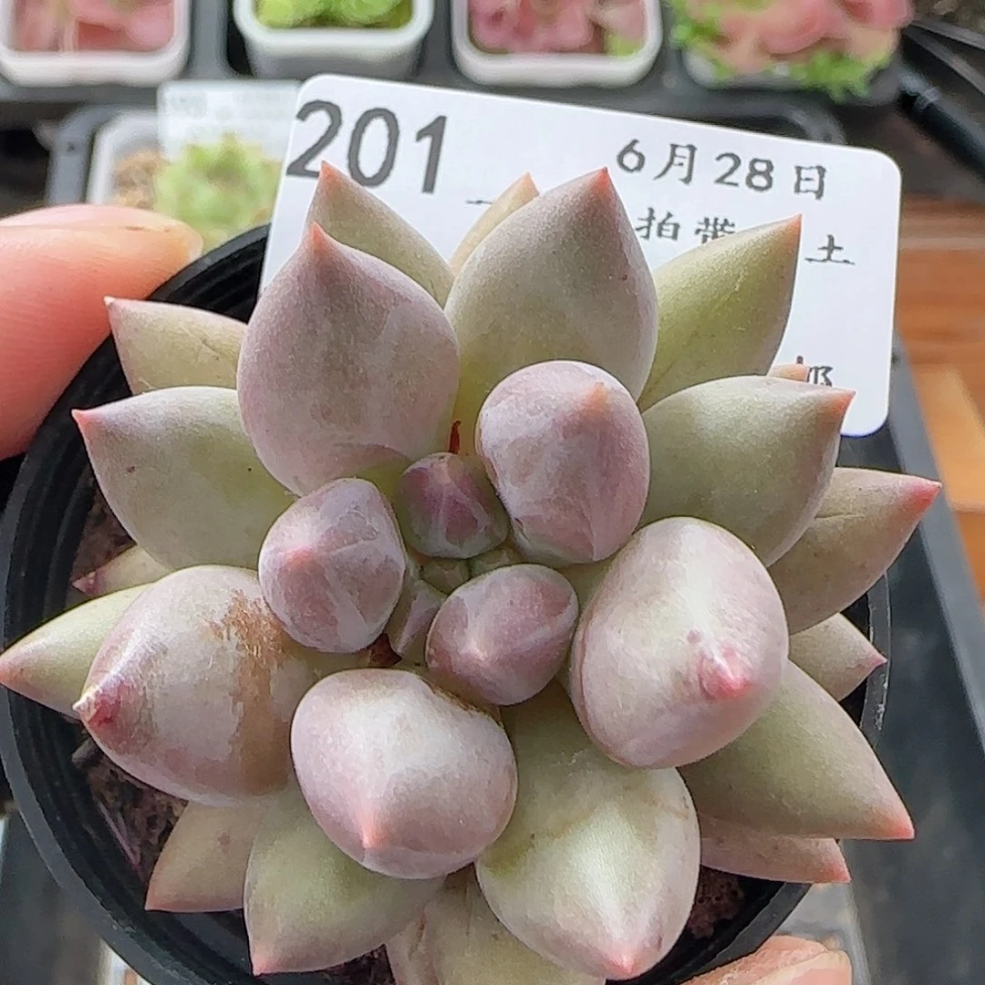 多肉0628-201红蜻蜓红蜻蜓