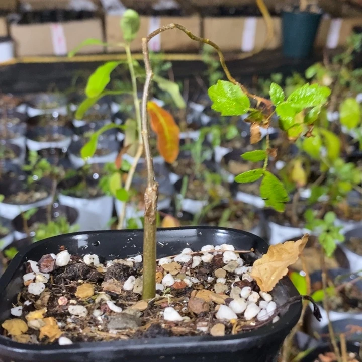 滔天带盆土发货植物