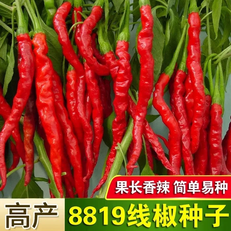 8819线椒种子香辣超辣干辣椒皱皮红辣椒高产线椒农家大田蔬菜种籽
