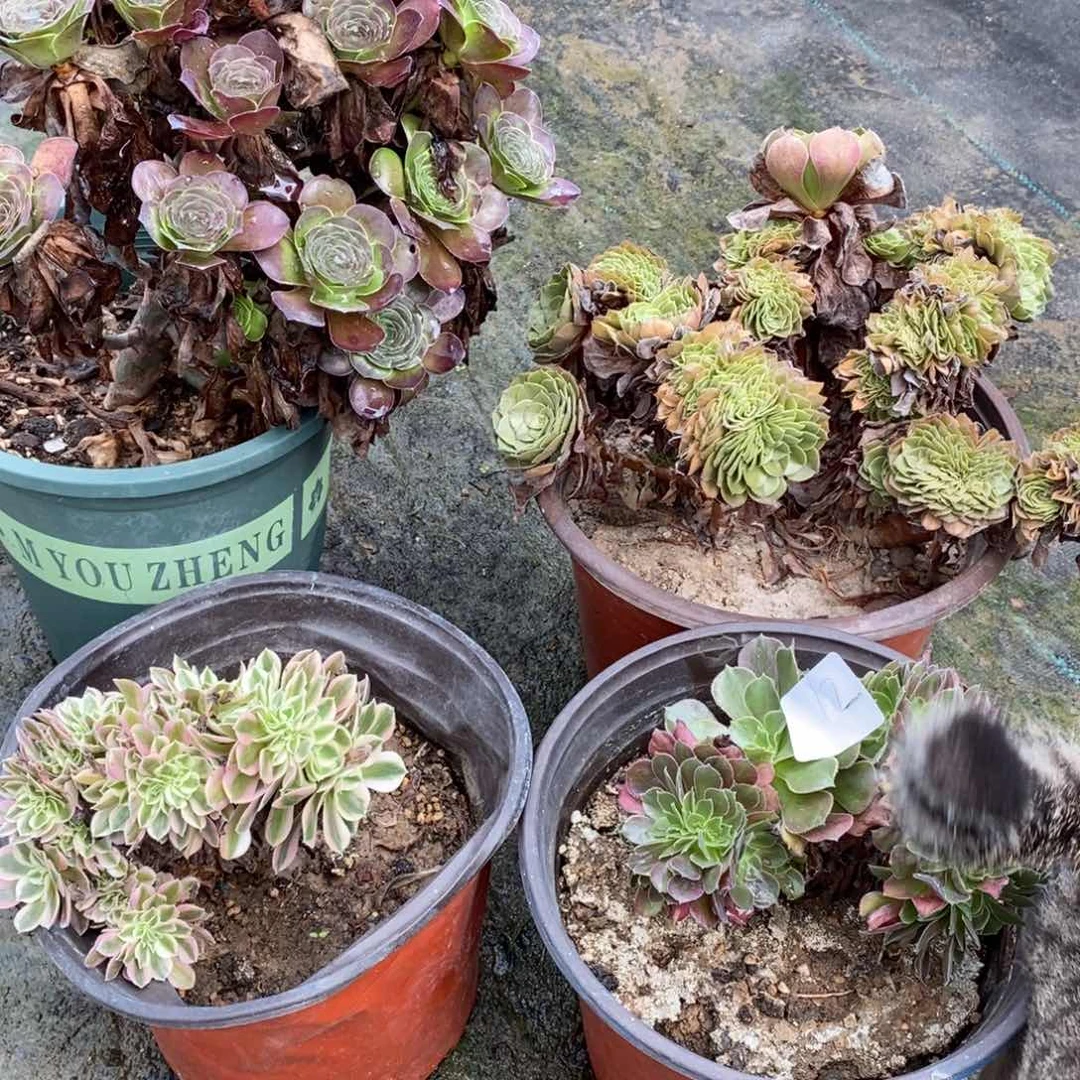 多肉植物组合拼盘12