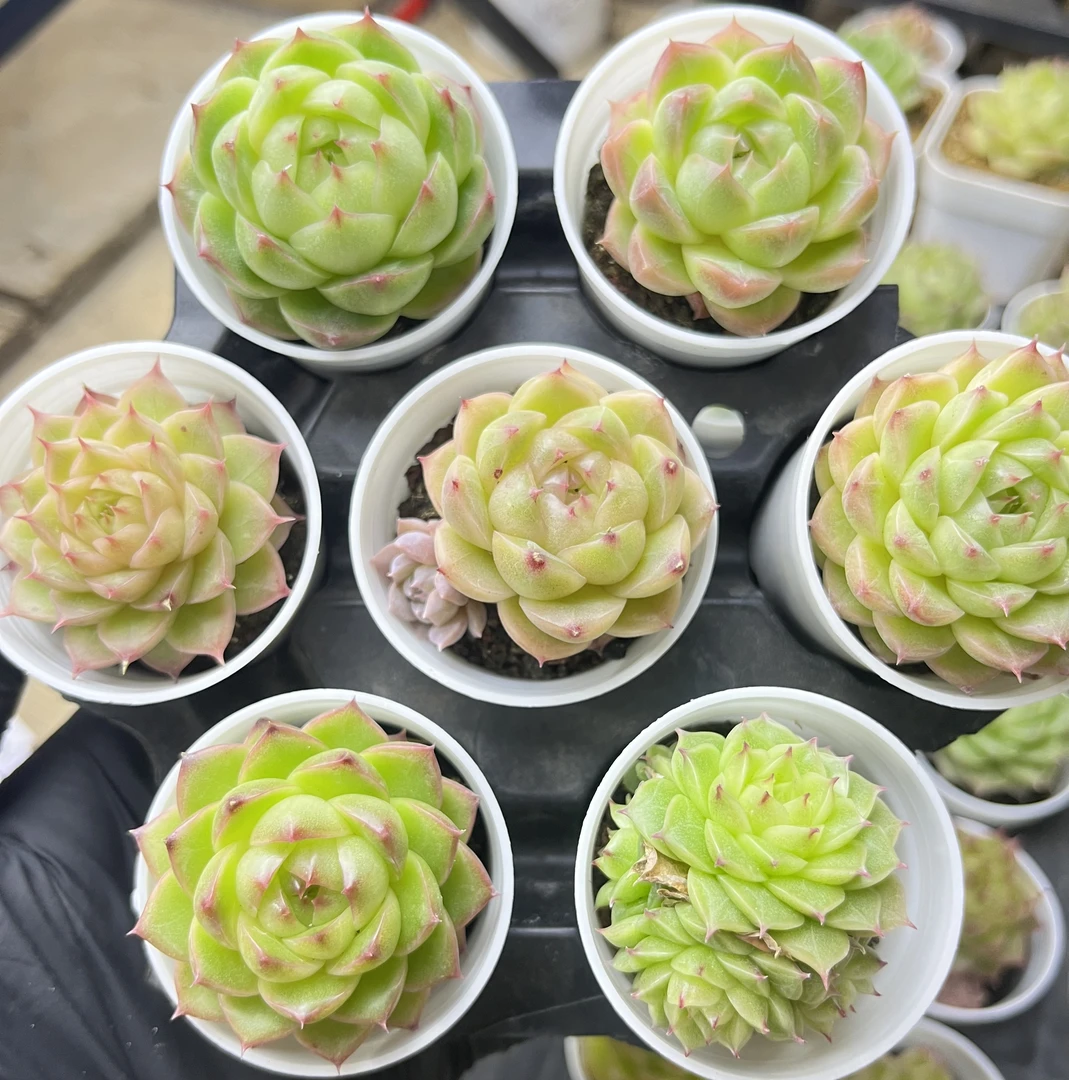 肉多多一物一拍101-200精品多肉植物女王珍妮糖心麦秆老桩精控