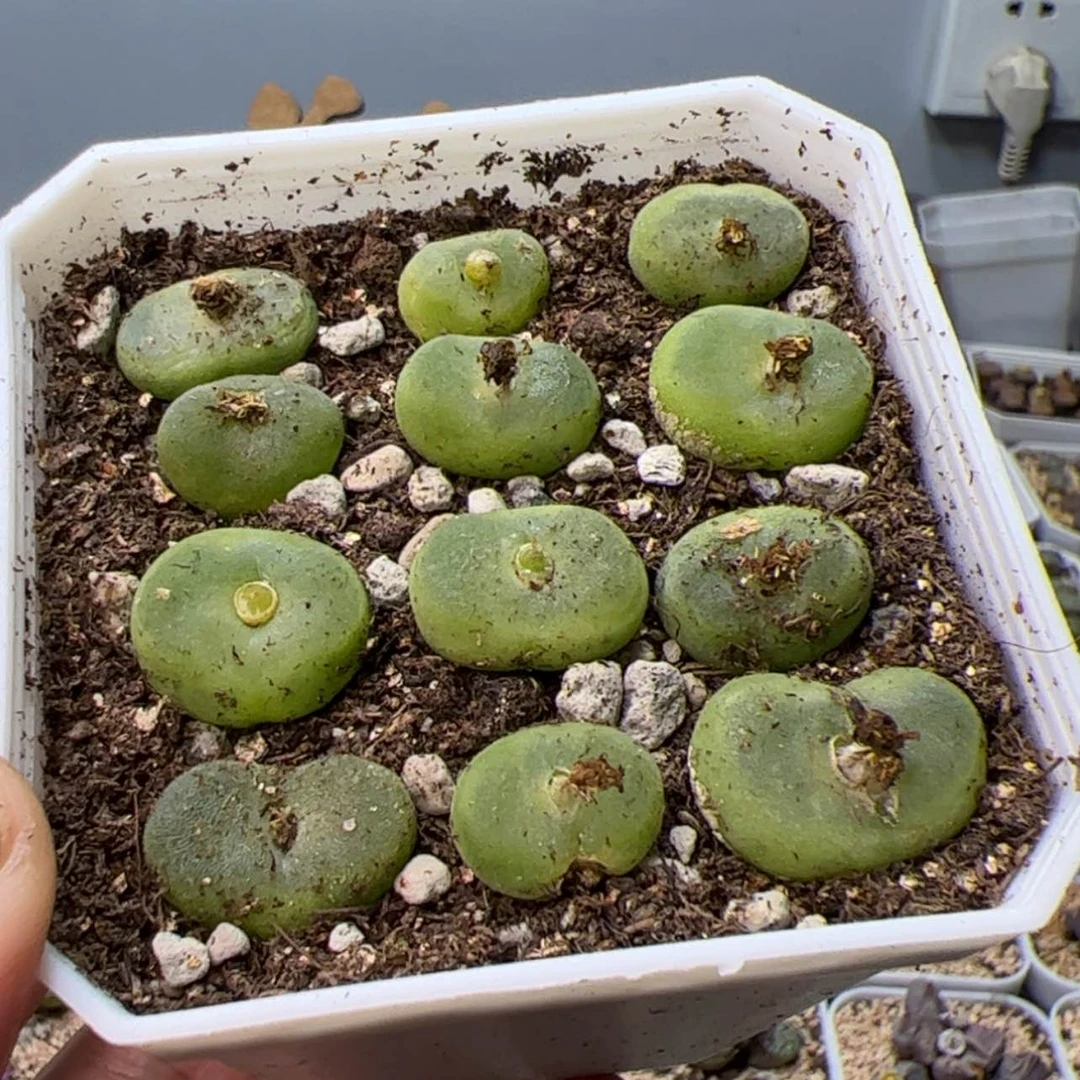 【闪购商品】0000000025