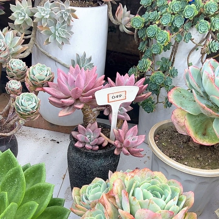 伊***陈桃花缘多肉植物049