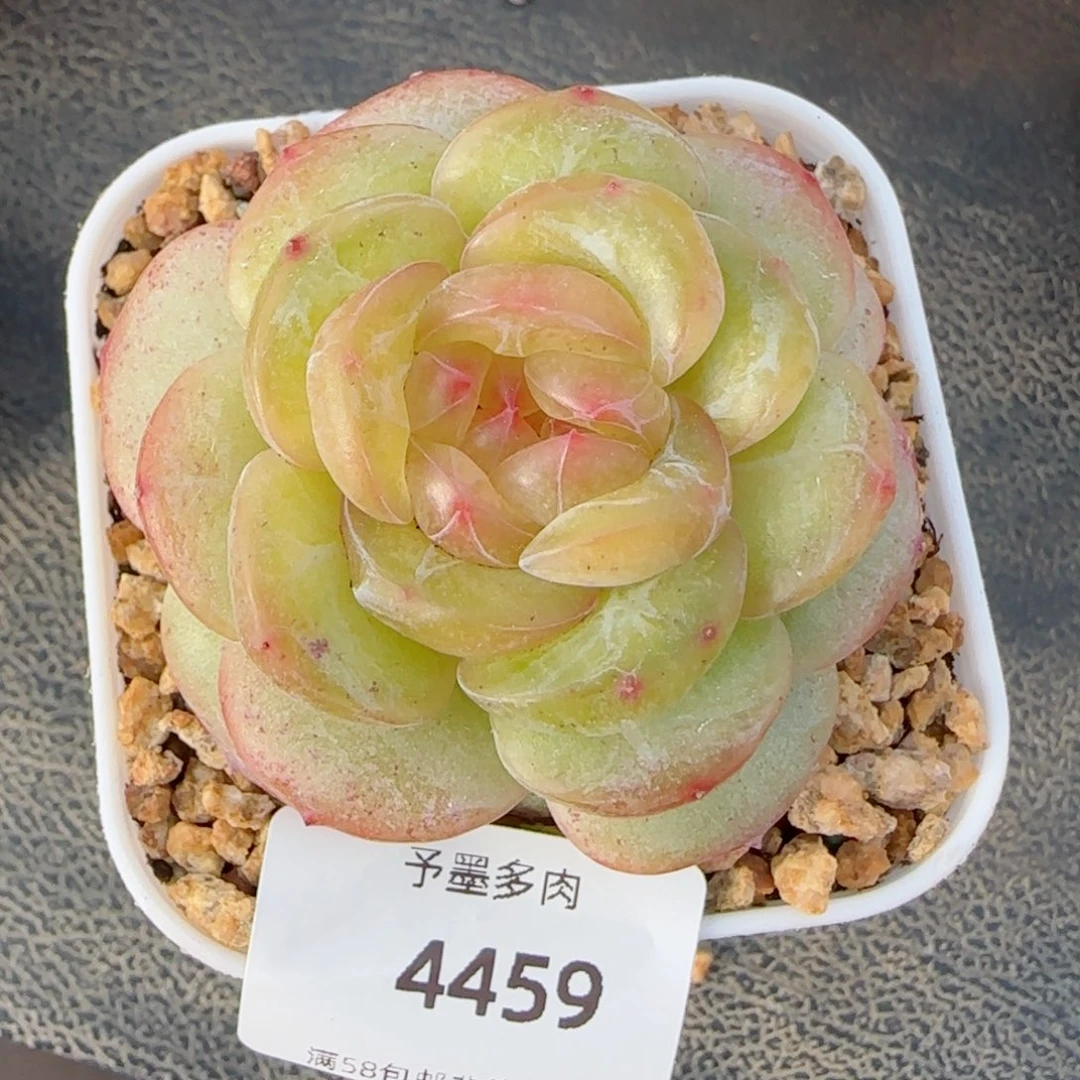 白雪珍妮，4459多肉植物