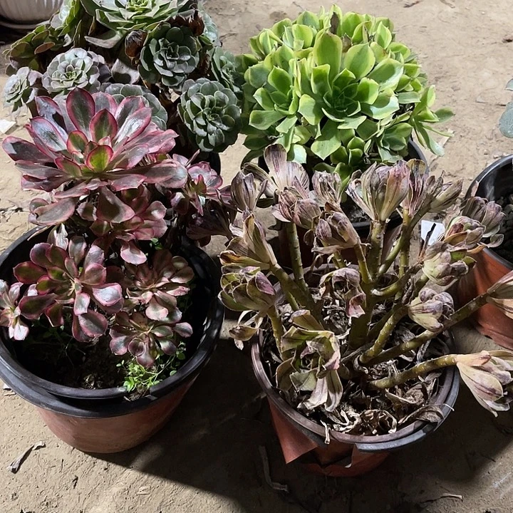 4棵玫瑰玫瑰玫瑰玫瑰