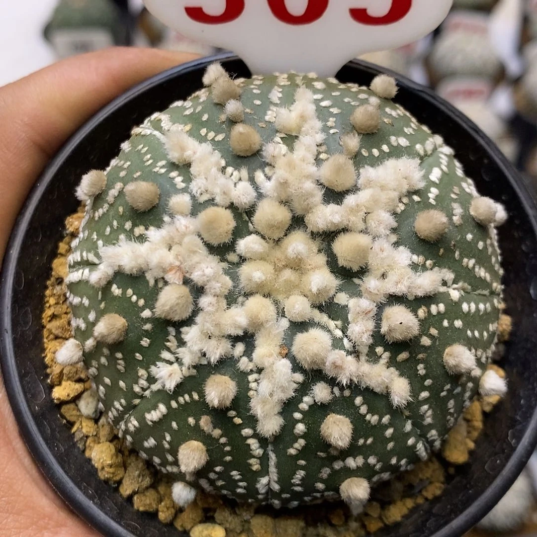 505花园特价啦缺水福利
