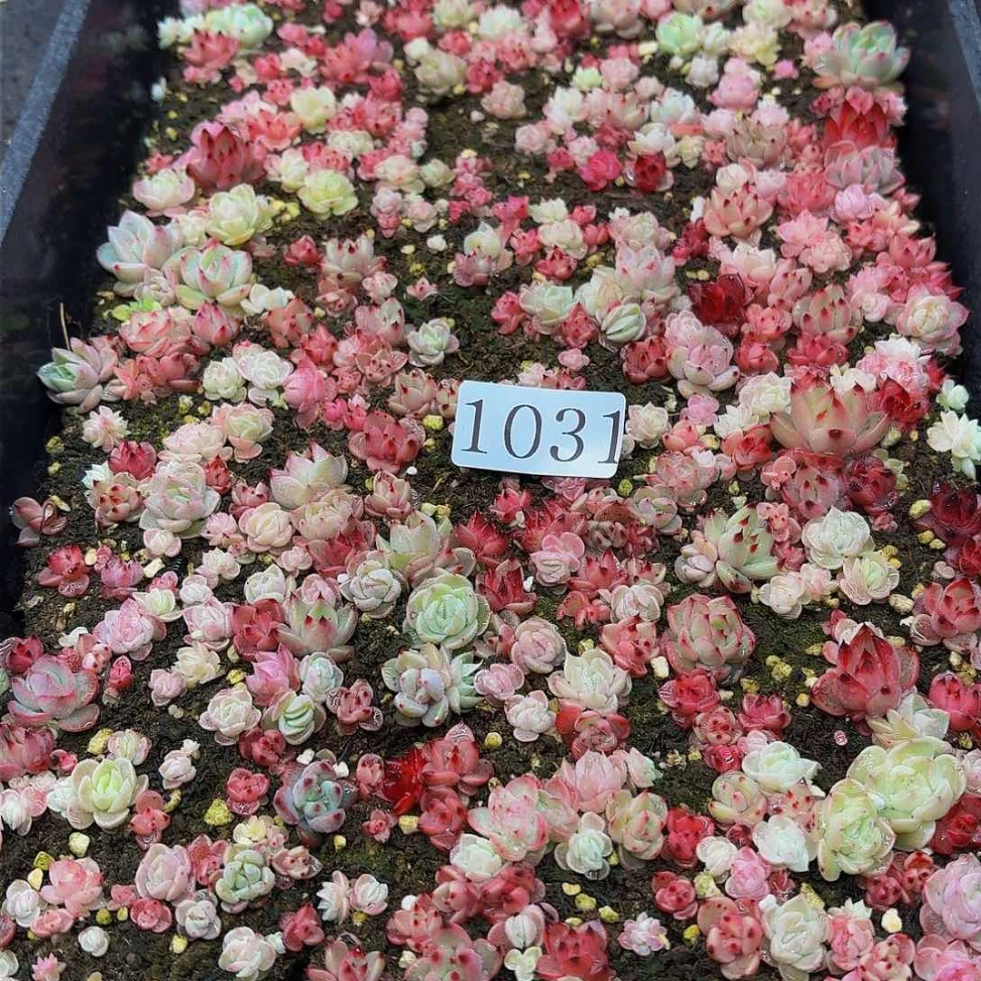 M****?多肉植物多肉植物1031