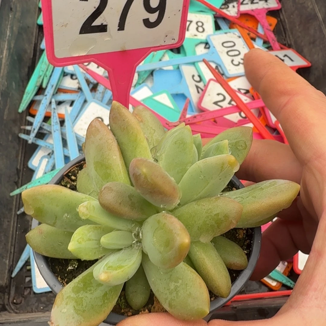 多肉植物橙色奇迹279