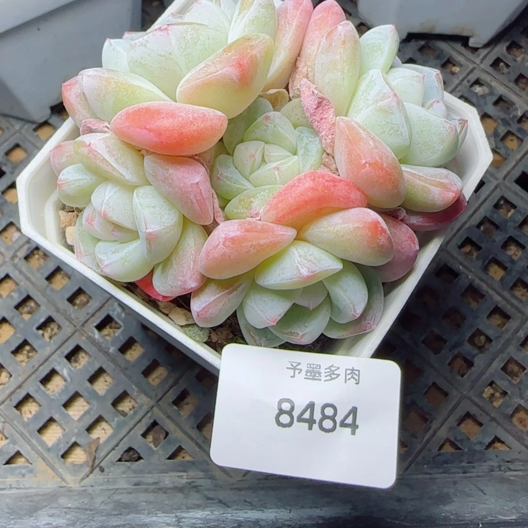 冰玉无砍，8484多肉植物