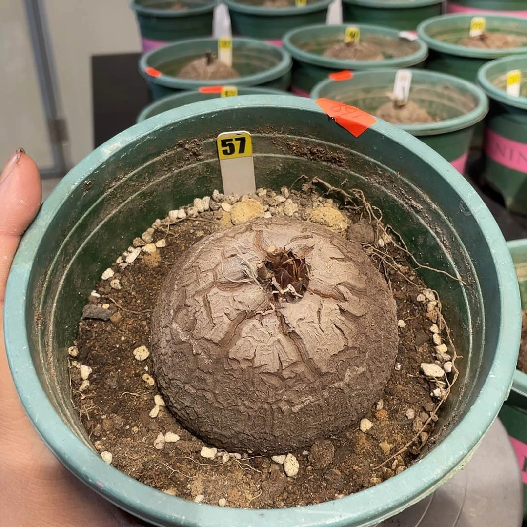 龟甲龙57号不退换