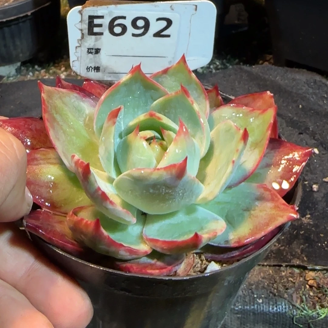 692 惊鸿一物一拍包装收缩花旱