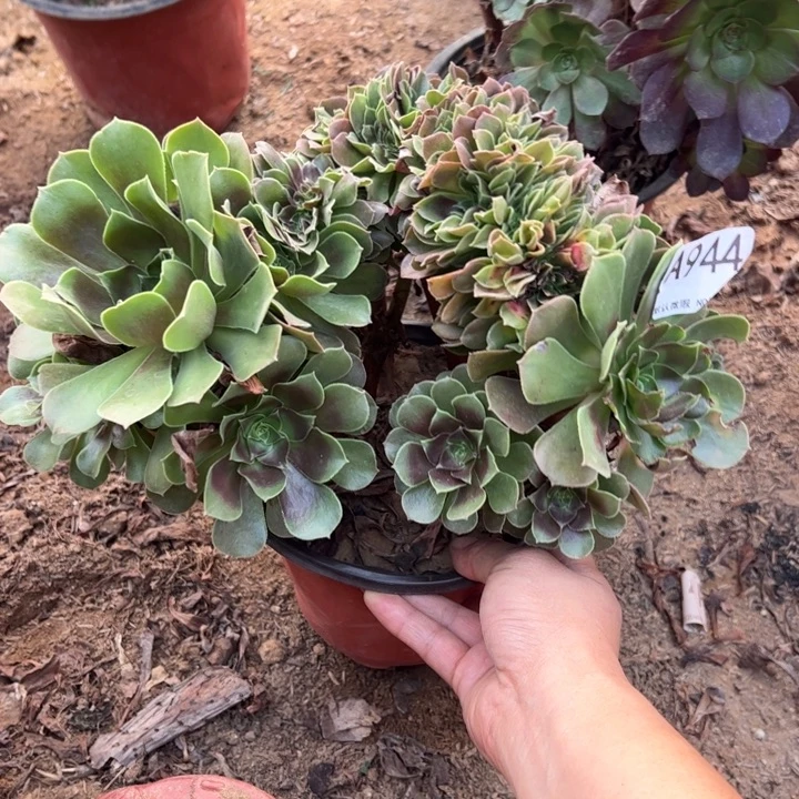 玫瑰缀多肉植物944.