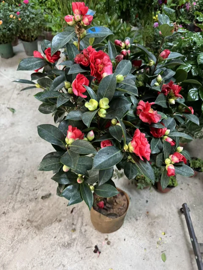 西藏包邮绿植·茶花