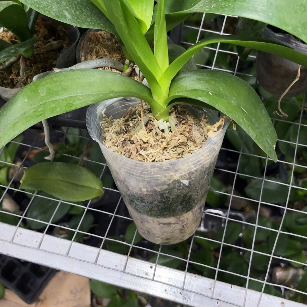 当前无花栽培后可以开花就***醋蝴蝶兰残雪瑕疵3.0