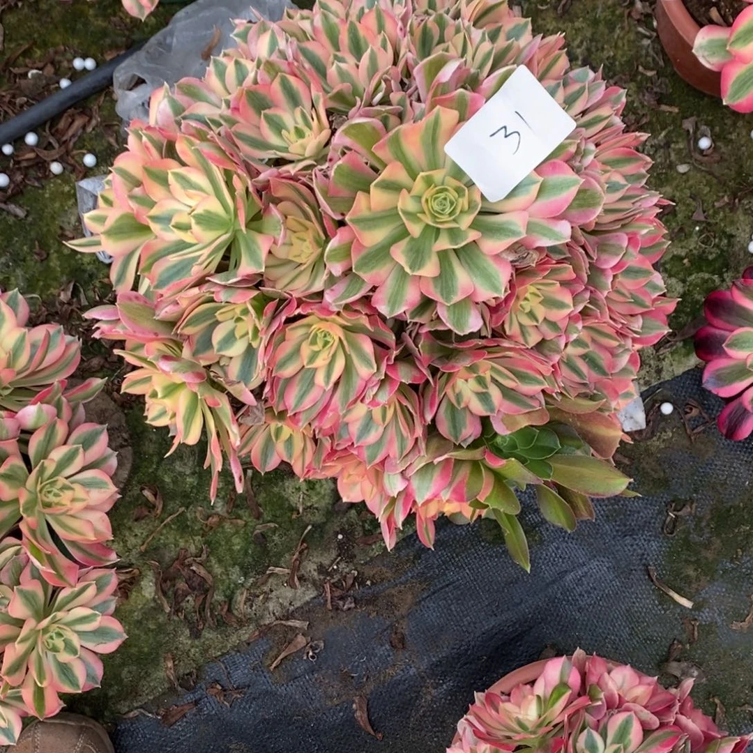 专***护31号粉女巫多肉1颗多肉