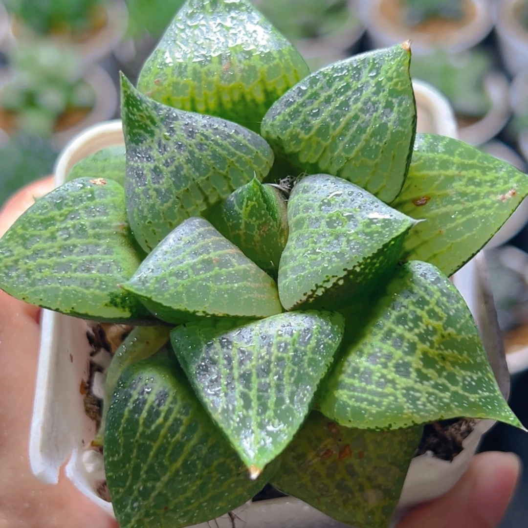 白鲸康平玉露多肉1