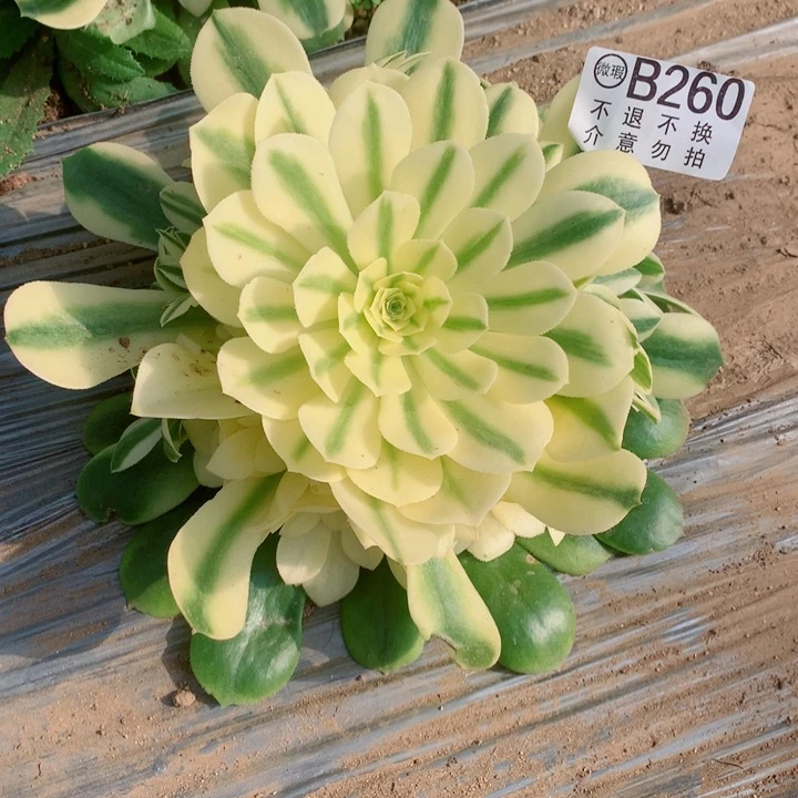 多肉植物260多肉