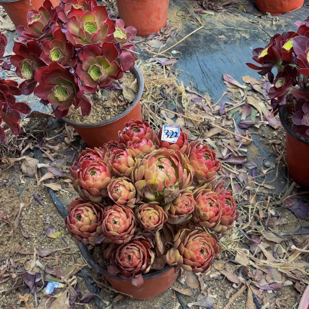 红黁322鲜花老桩鲜花