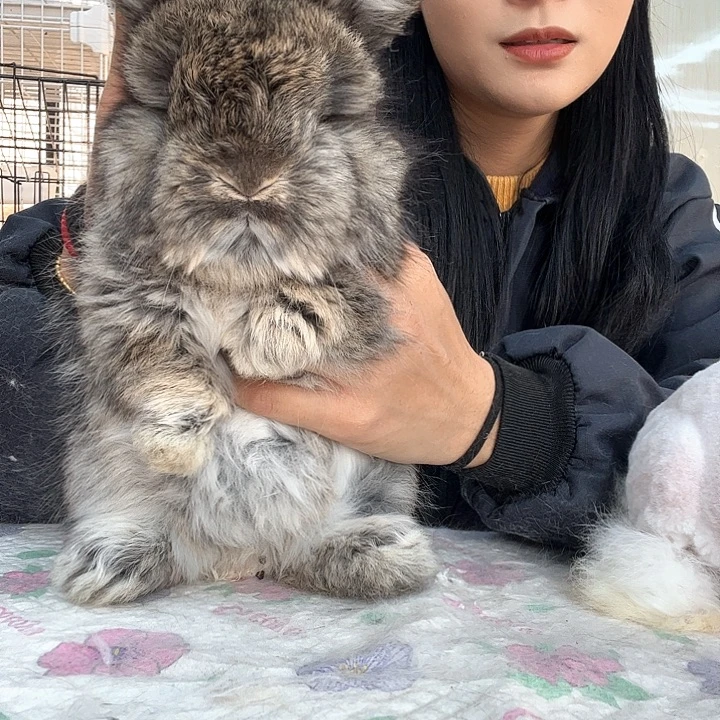 网红安哥拉兔板栗色