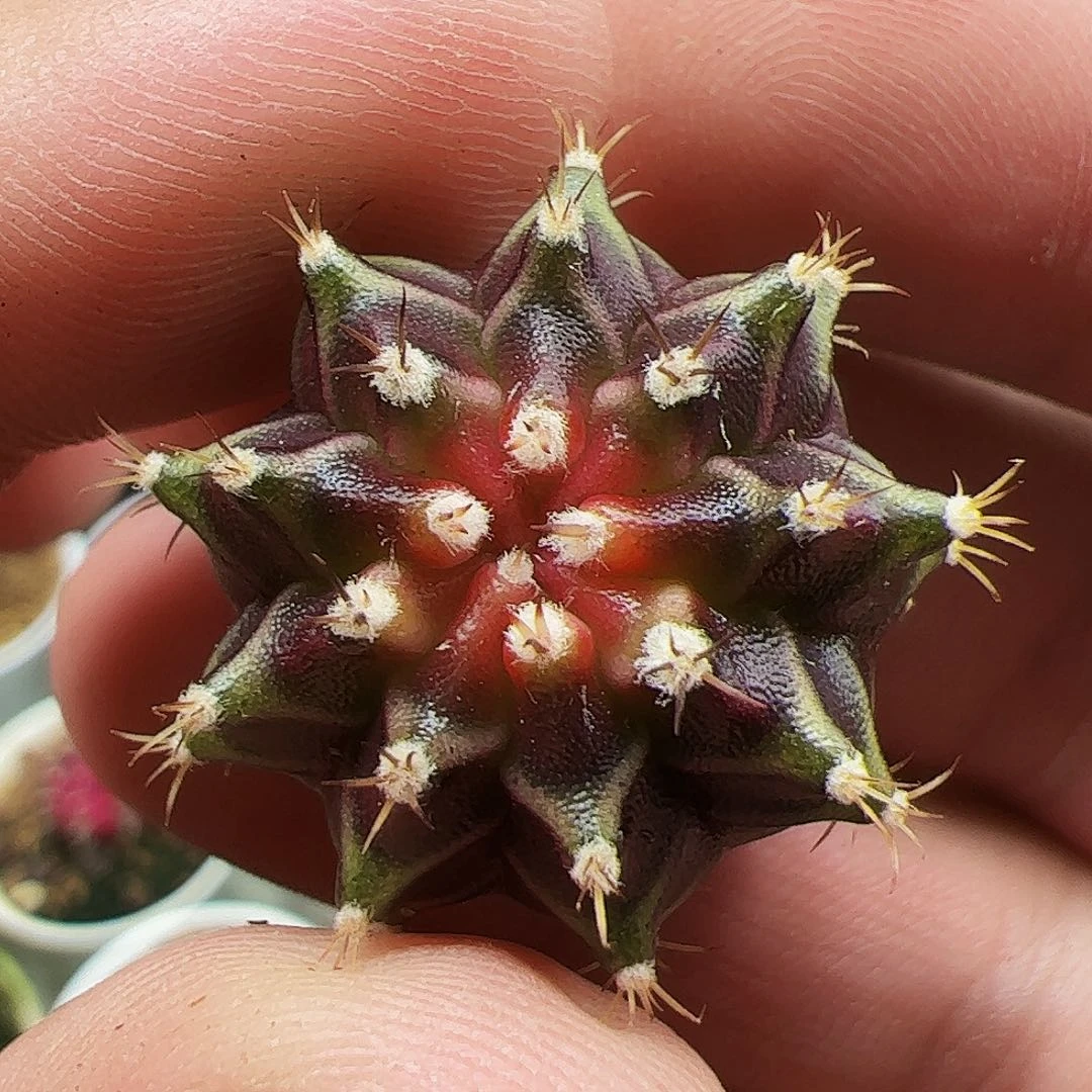 当前无花栽培后可以开花219