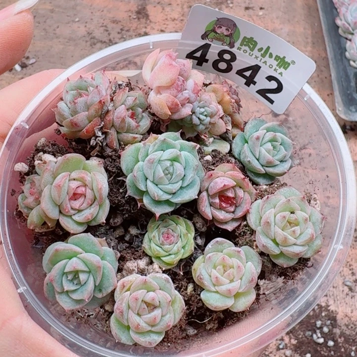 多肉植物多肉植物