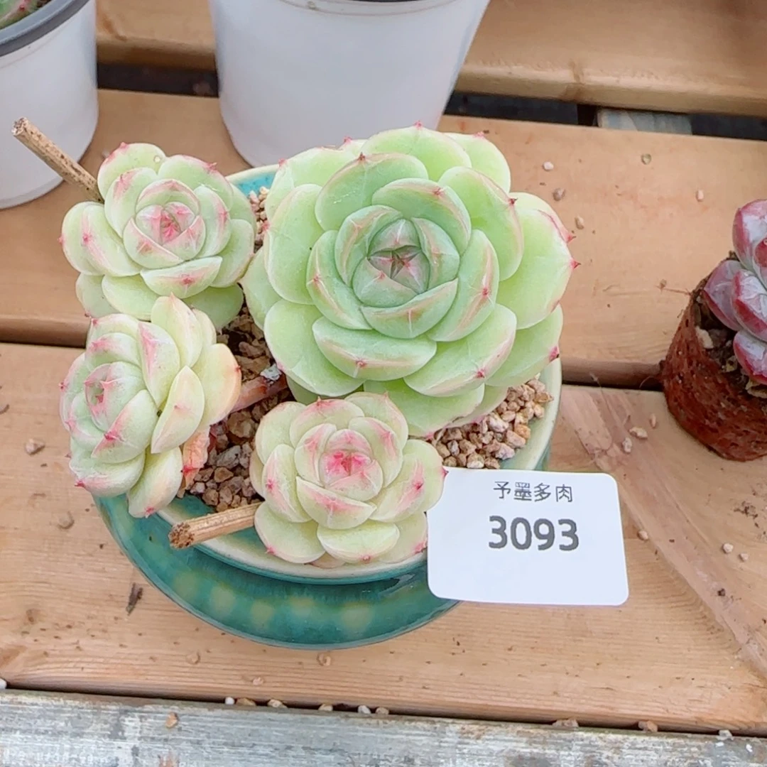 长杆白芷，3093多肉植物