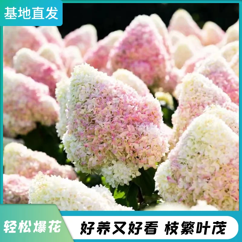 优质中华木绣球正宗大花斗球白色棒棒糖盆栽地栽耐热抗寒一物一拍