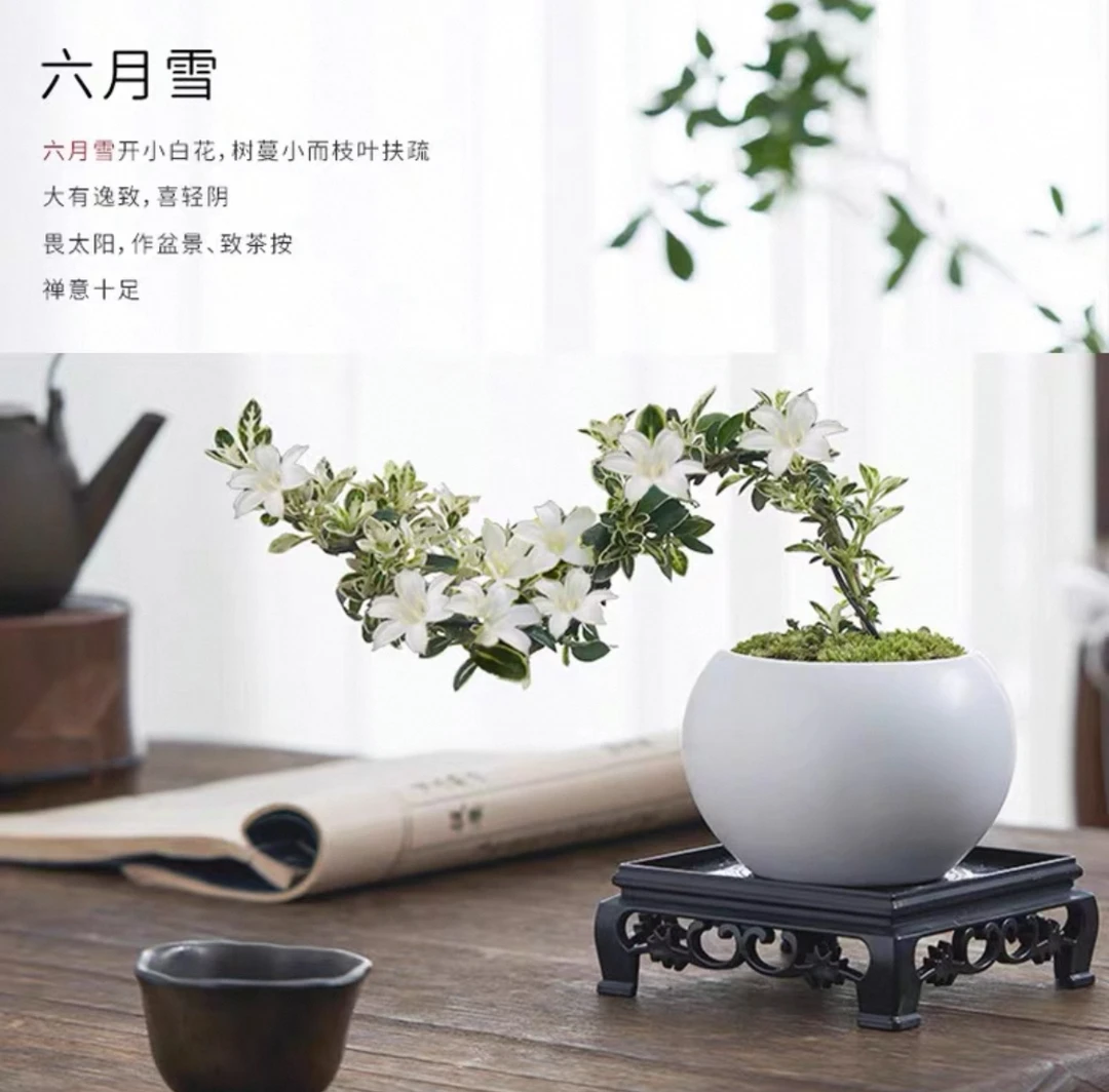 【白柚】金边六月雪盆景悬崖禅意室内窗台植物办公室桌面盆栽