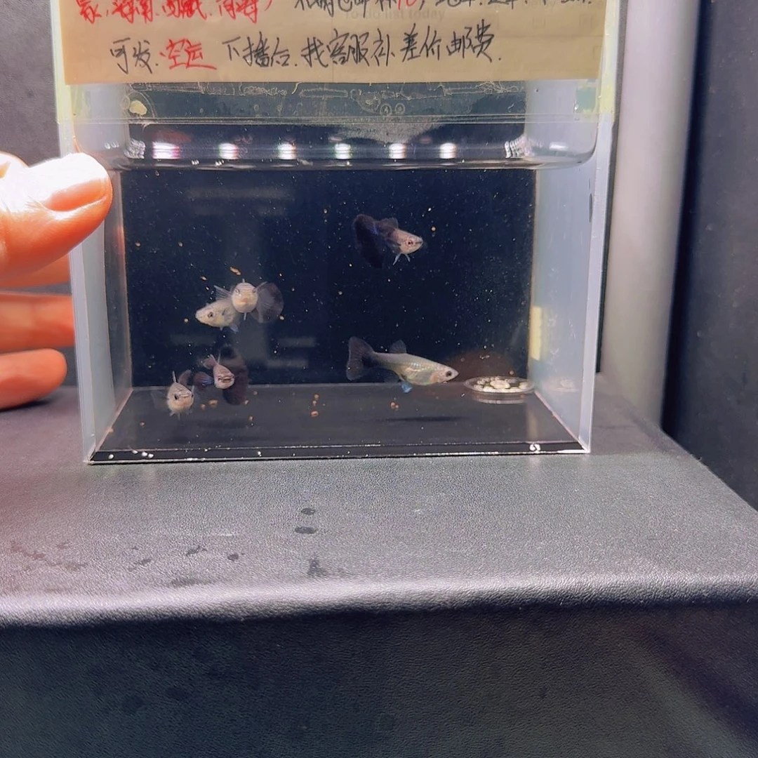 孔雀鱼蓝礼服2公4母