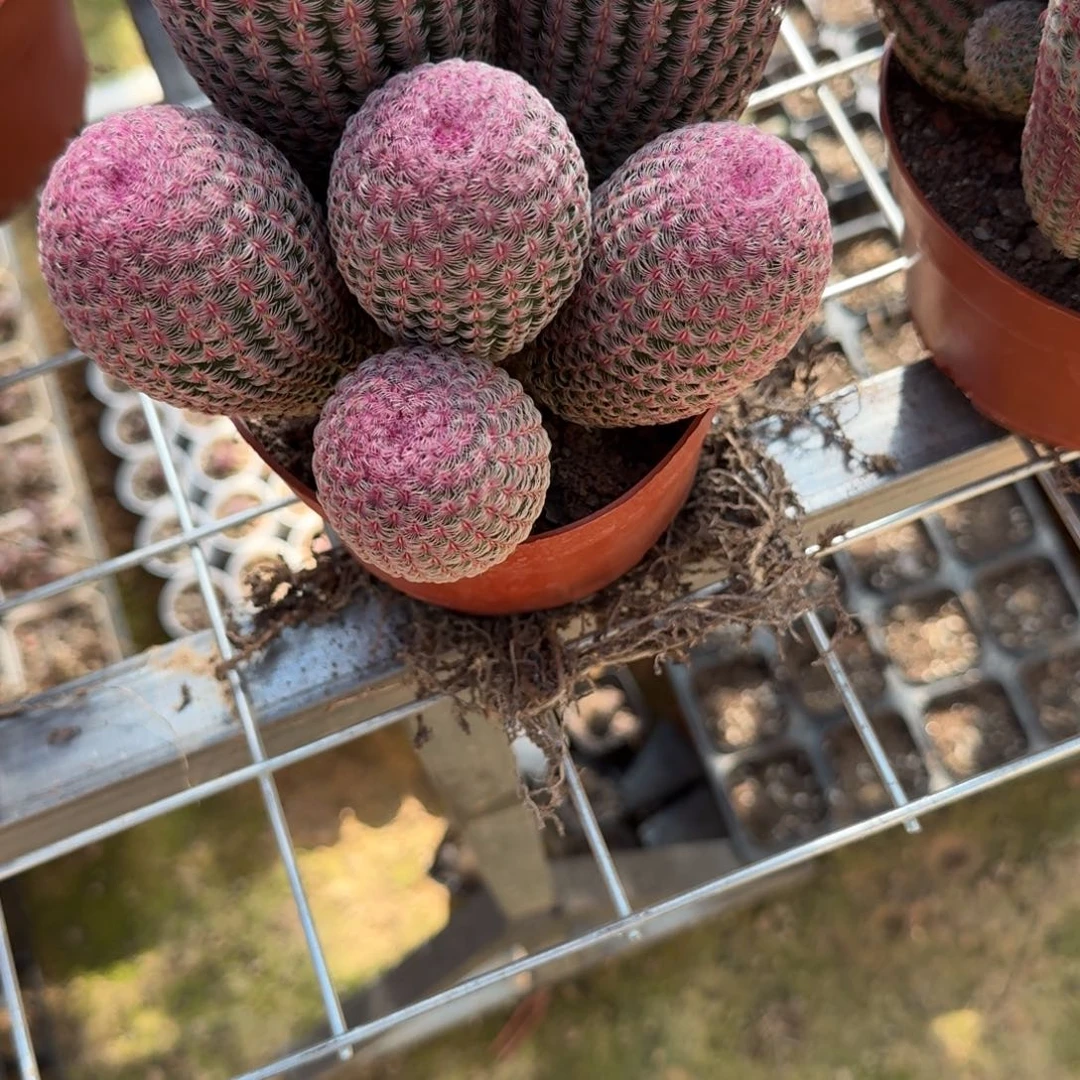 时***舍可口可乐了可口可乐