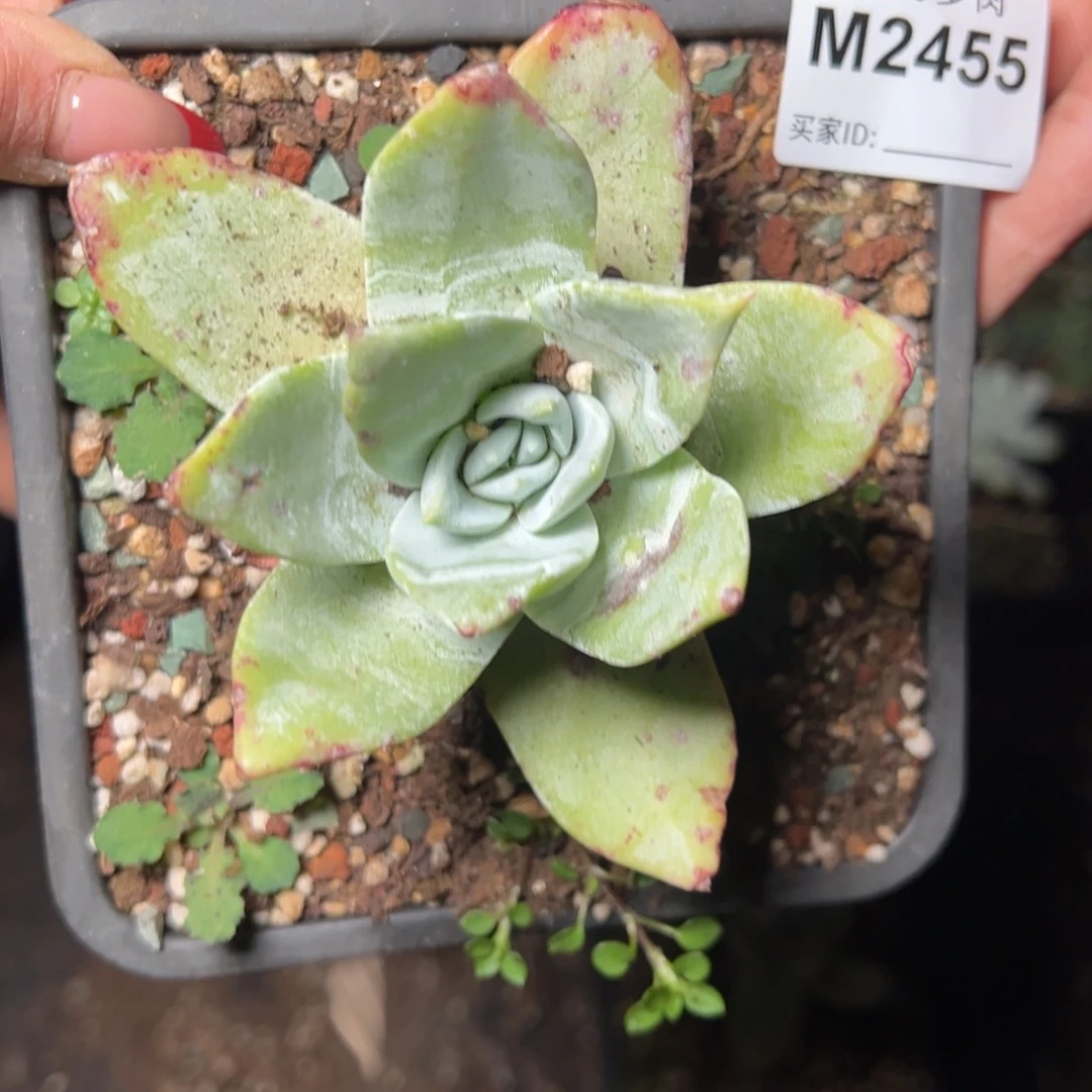 455哈哈哈哈哈哈哈哈